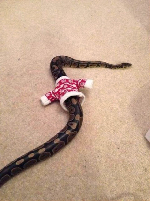 Ви коли-небудь бачили змію у светрі?