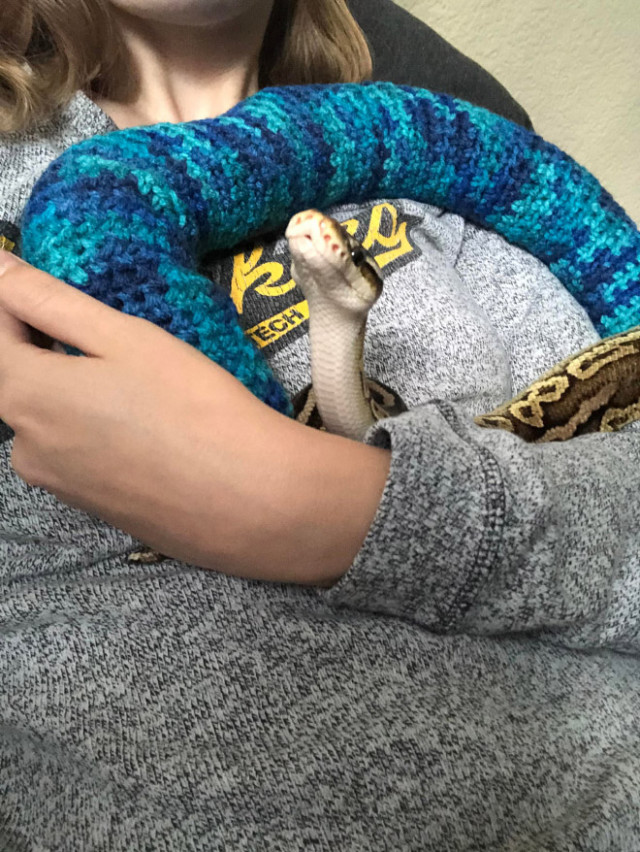 Ви коли-небудь бачили змію у светрі?
