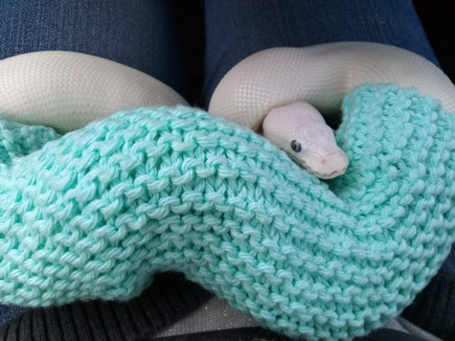 Вы когда-нибудь видели змею в свитере? 