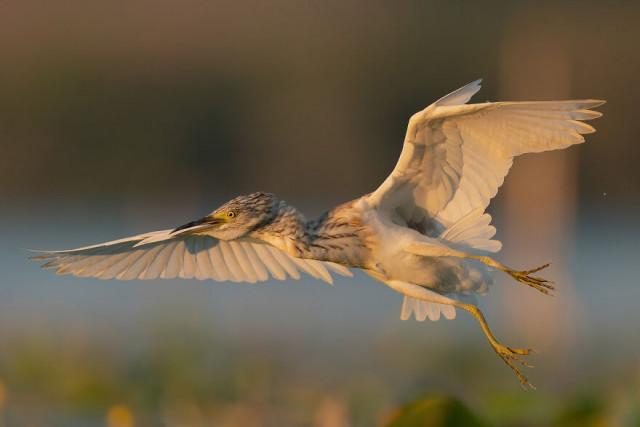 Фотографии финалистов конкурса Bird Photographer Of The Year (фото)