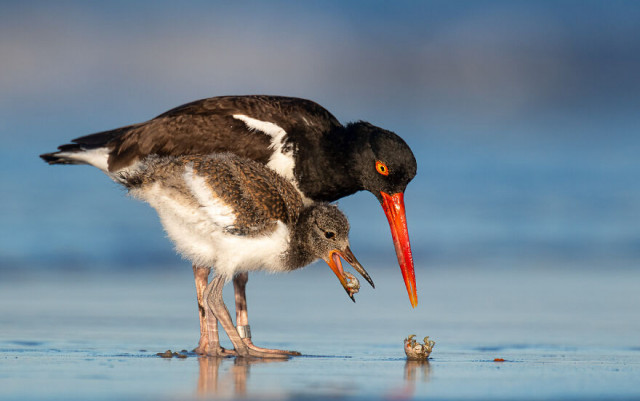 Фотографии финалистов конкурса Bird Photographer Of The Year (фото)