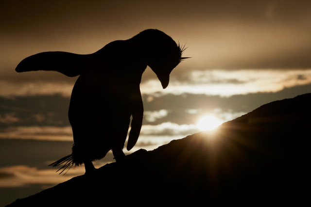 Фотографии финалистов конкурса Bird Photographer Of The Year (фото)