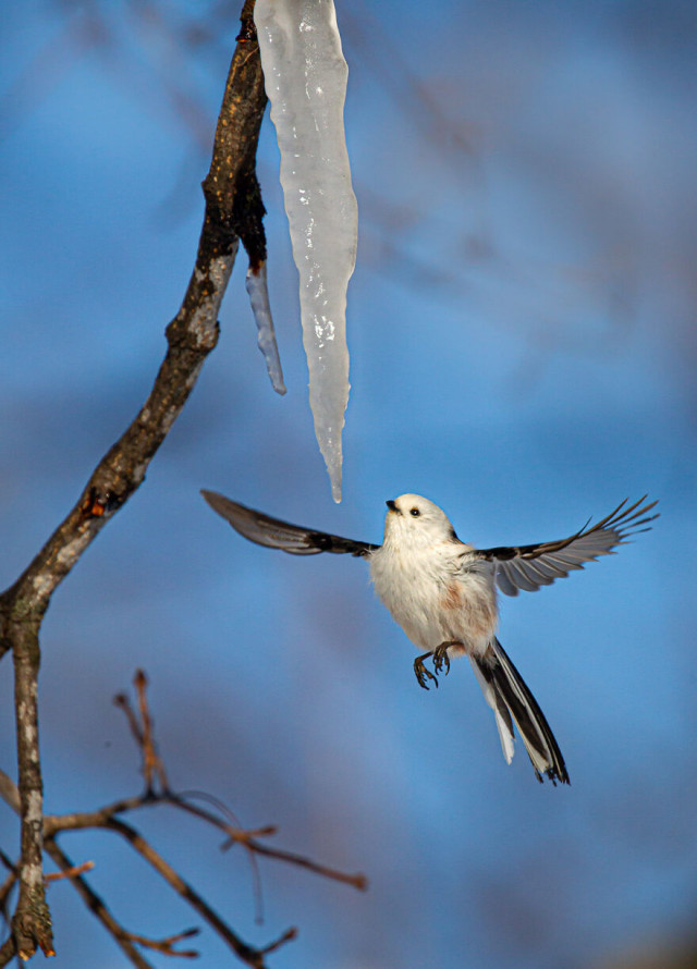 Фотографии финалистов конкурса Bird Photographer Of The Year (фото)