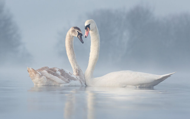 Фотографии финалистов конкурса Bird Photographer Of The Year (фото)