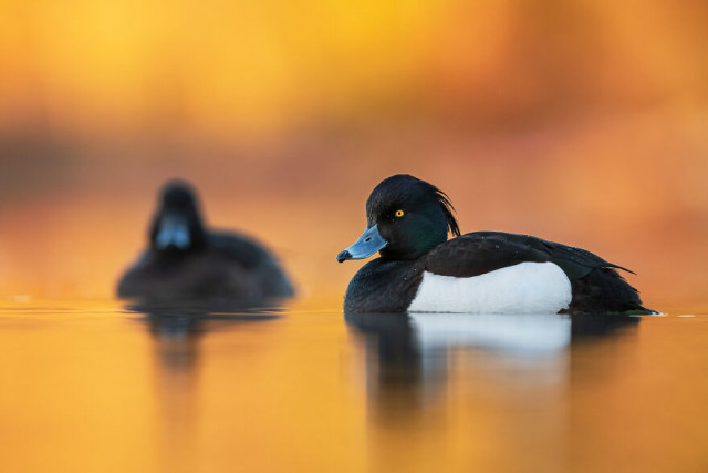 Фотографии финалистов конкурса Bird Photographer Of The Year (фото)