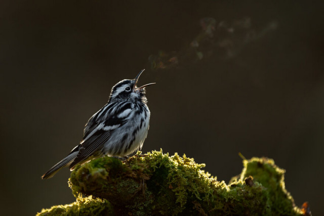 Фотографии финалистов конкурса Bird Photographer Of The Year (фото)