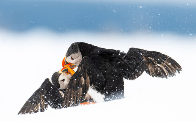 Фотографии финалистов конкурса Bird Photographer Of The Year (фото)