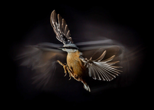 Фотографии финалистов конкурса Bird Photographer Of The Year (фото)