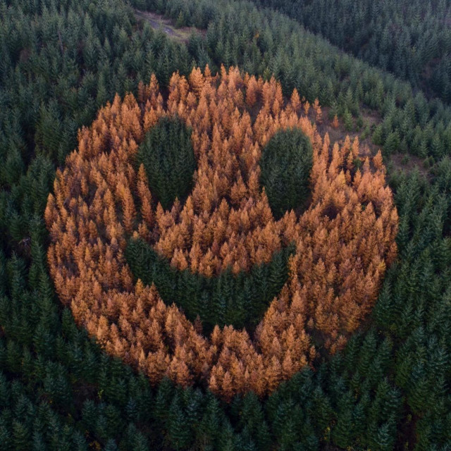 Гигантский смайлик из деревьев на склоне холма в Орегоне  