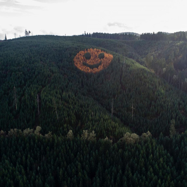 Гігантський смайлик дерев на схилі пагорба в Орегоні  