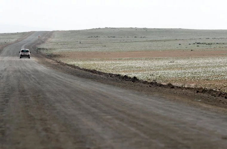 В самой засушливой пустыне распустились цветы