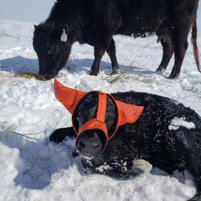 А вы знали, что фермеры защищают коров от обморожения с помощью вот таких очаровательных наушников? (фото)