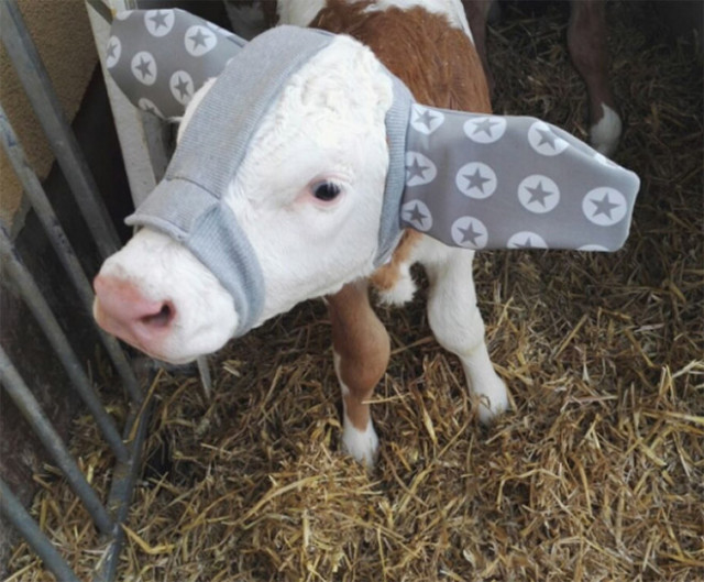 А вы знали, что фермеры защищают коров от обморожения с помощью вот таких очаровательных наушников? (фото)