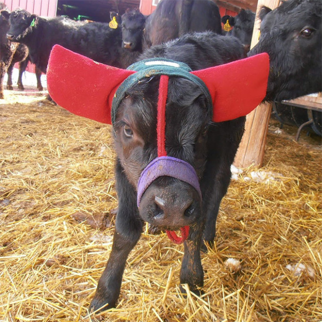 А ви знали, що фермери захищають корів від обмороження за допомогою таких чарівних навушників?  (Фото)