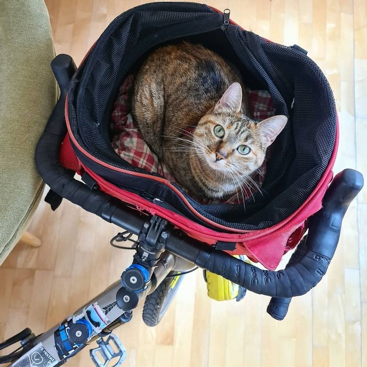 Сеть покорила кошка, путешествующая по миру на велосипеде
