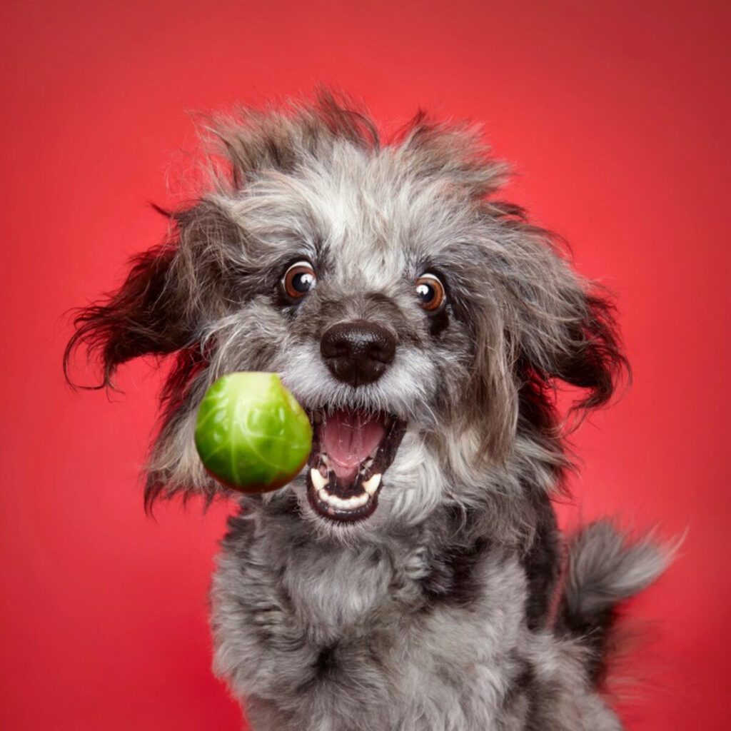 Сітку насмішили собаки, які у захваті від брюссельської капусти (ФОТО)