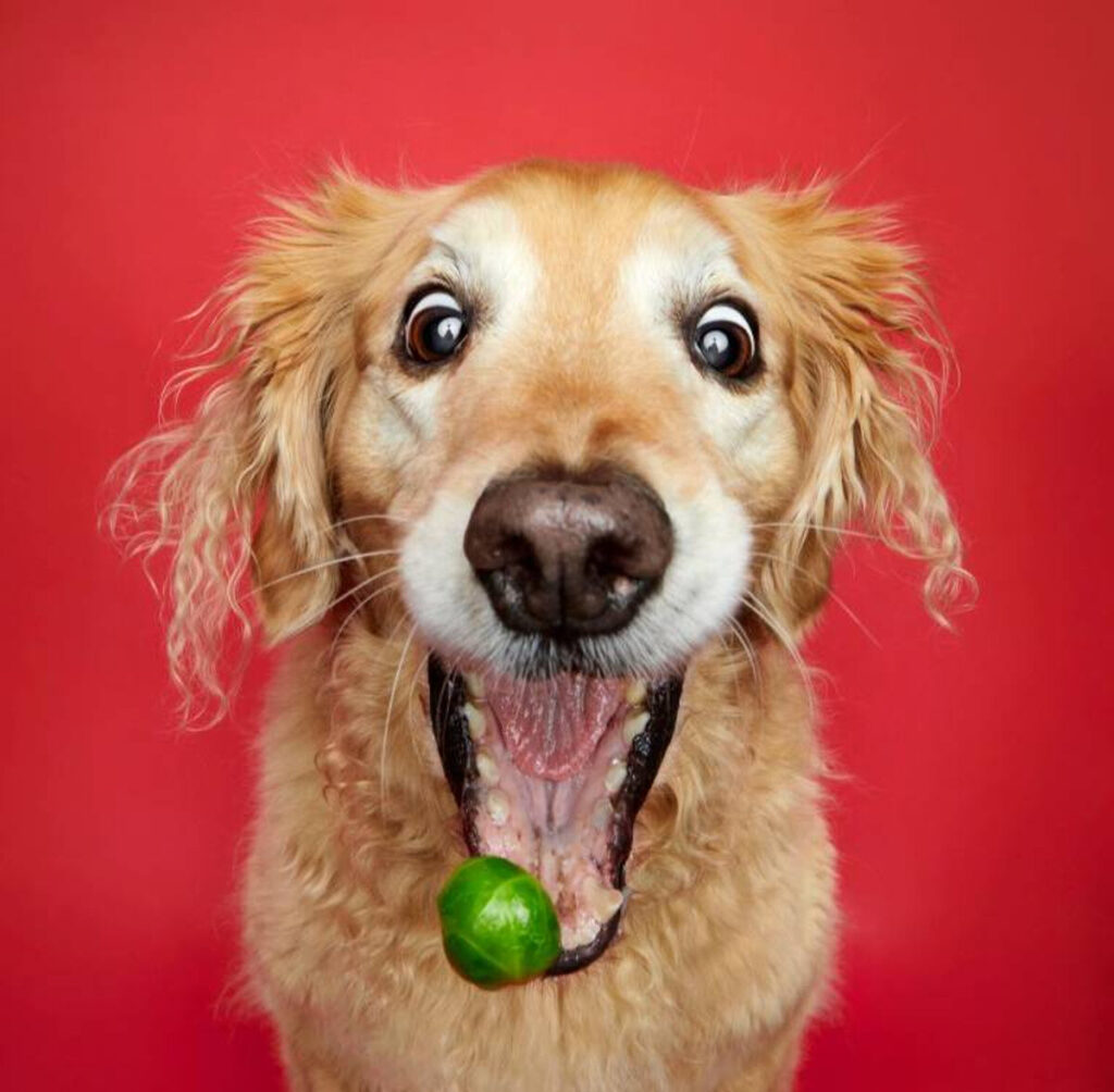 Мережа насмішили собаки, які у захваті від брюссельської капусти