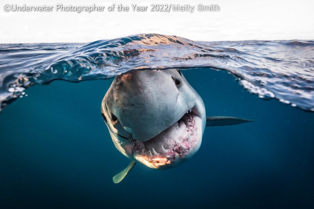 Названы лучшие подводные снимки 2022 года. Фото