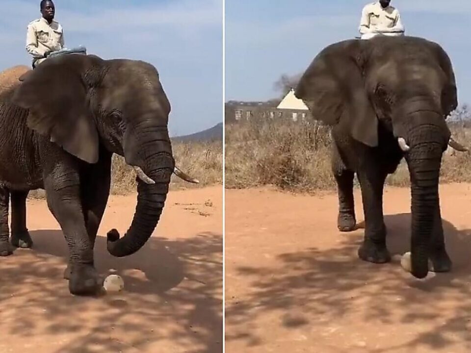 sloniha