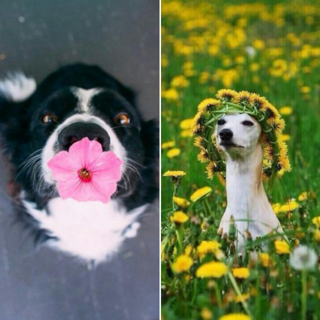 Фото хороших хлопчиків і дівчаток з квітами (фото)
