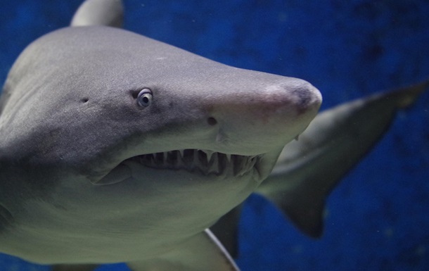 Блогер випадково зняв на відео поблизу білу акулу