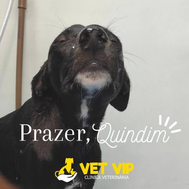 У Бразилії травмований бродячий собака сам прийшов у ветклініку за медичною допомогою (фото, відео)  