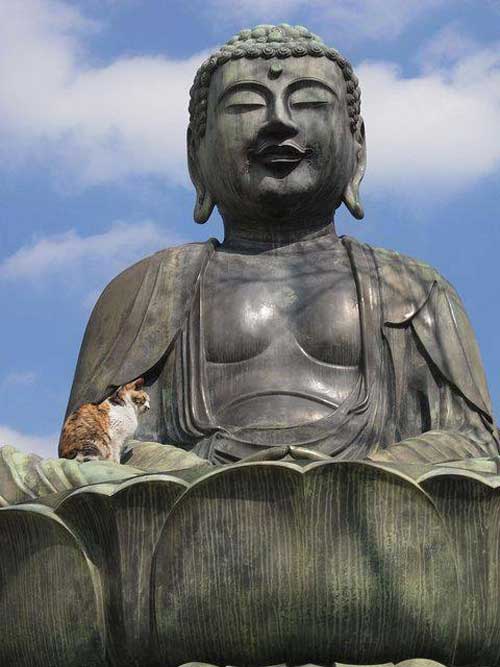 Коты и Будды