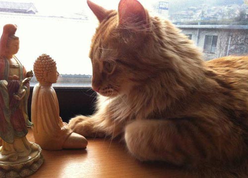 Коты и Будды