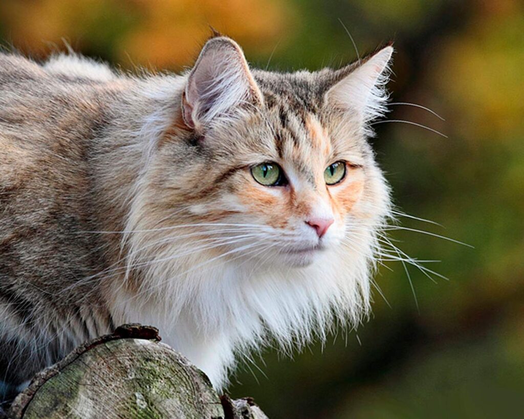 Вчені за "формулою" визначили найкрасивіших кішок.  Фото