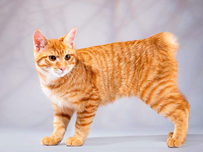 Ученые по "формуле" определили самых красивых кошек. Фото