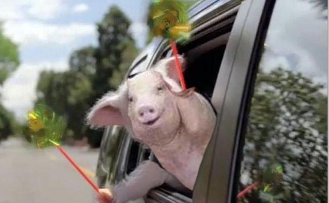 Счастливая свинья, спасенная от наводнения, стала новой звездой Сети (ФОТО)