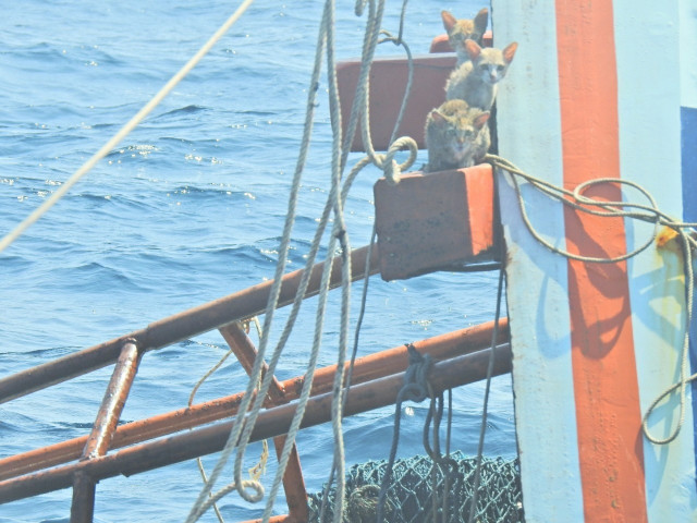 Моряк берегової охорони Таїланду врятував з тону судна чотирьох кішок, переправивши кожну на спині в безпечне місце