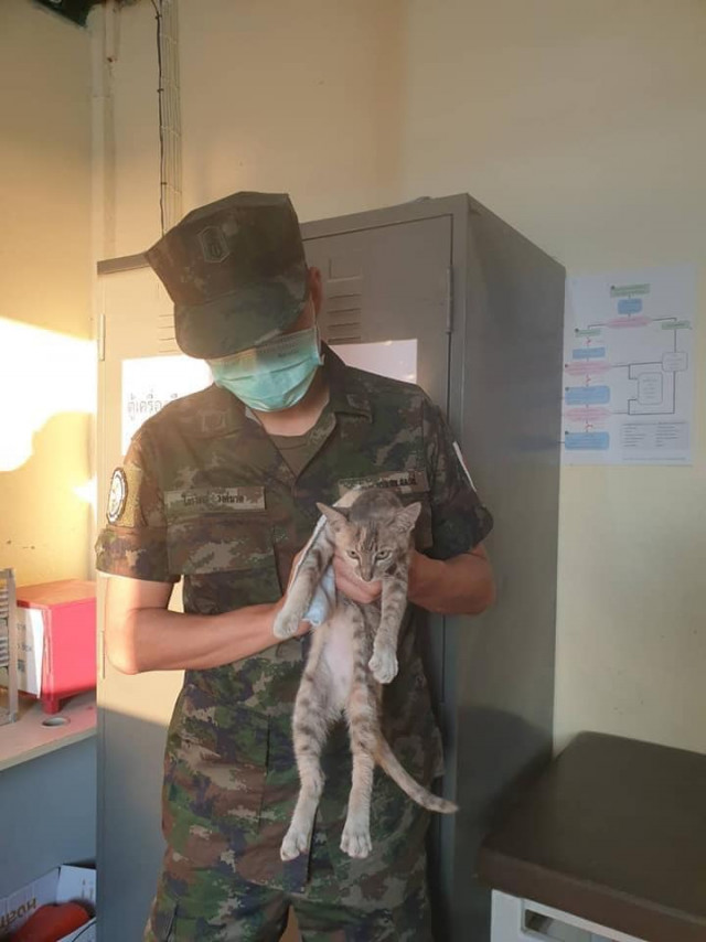 Моряк берегової охорони Таїланду врятував з тону судна чотирьох кішок, переправивши кожну на спині в безпечне місце