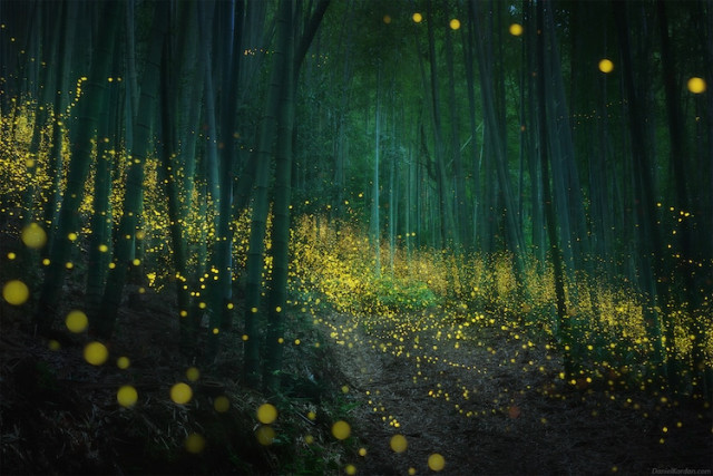 Фотограф сделал волшебные фотографии светлячков, освещающих японский лес (фото)