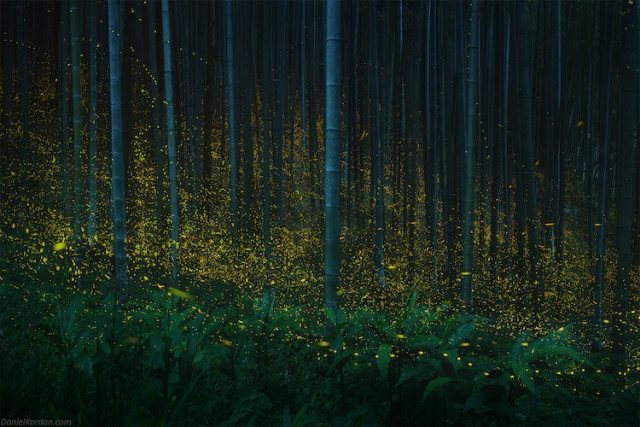 Фотограф зробив чарівні фотографії світлячків, що висвітлюють японський ліс (фото)