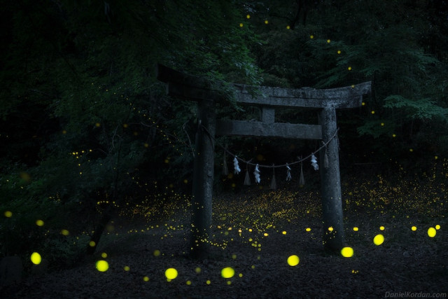 Фотограф зробив чарівні фотографії світлячків, що висвітлюють японський ліс (фото)