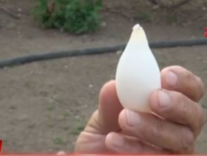 необычное яйцо