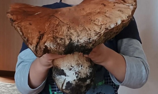 На Волыни нашли гриб-гигант весом четыре килограмма (фото)