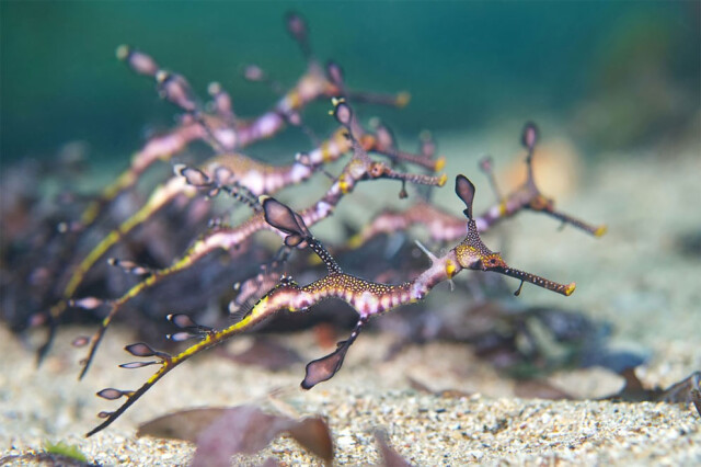 Захватывающие фотографии победителей конкурса Ocean Photographer of the Year 2022