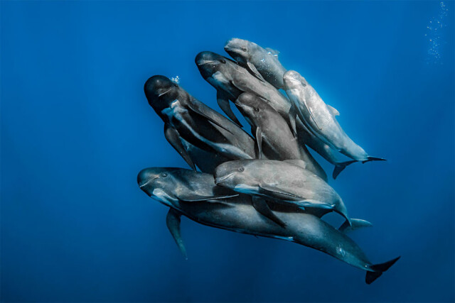 Захватывающие фотографии победителей конкурса Ocean Photographer of the Year 2022