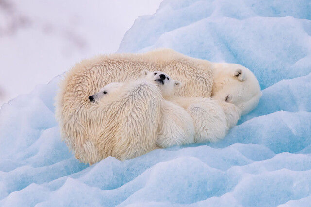 Захватывающие фотографии победителей конкурса Ocean Photographer of the Year 2022