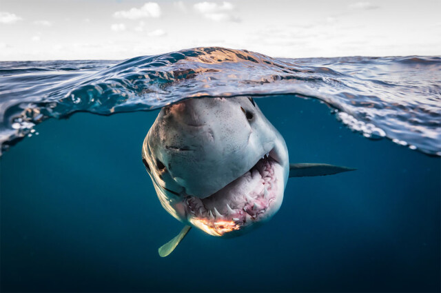 Захватывающие фотографии победителей конкурса Ocean Photographer of the Year 2022