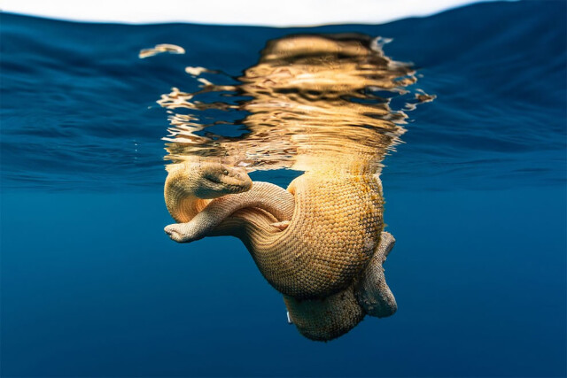 Захватывающие фотографии победителей конкурса Ocean Photographer of the Year 2022