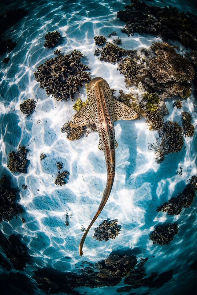 Захватывающие фотографии победителей конкурса Ocean Photographer of the Year 2022