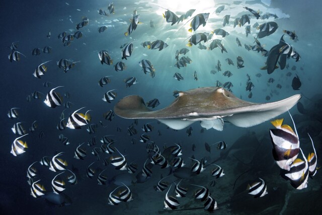 Захватывающие фотографии победителей конкурса Ocean Photographer of the Year 2022