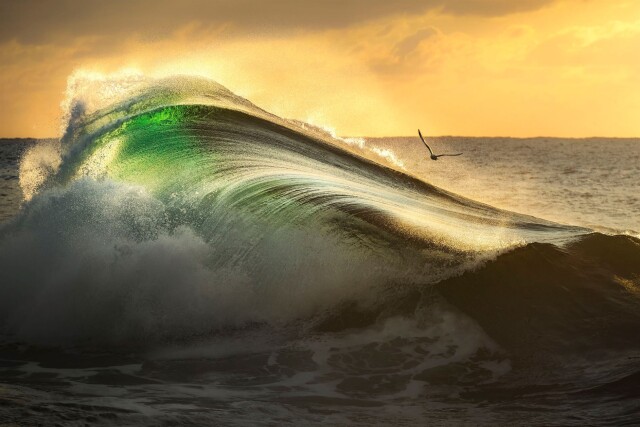 Захватывающие фотографии победителей конкурса Ocean Photographer of the Year 2022