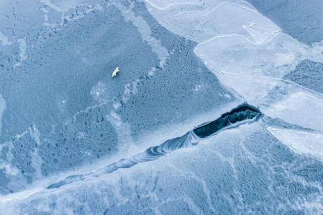 Захватывающие фотографии победителей конкурса Ocean Photographer of the Year 2022