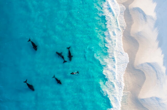 Захватывающие фотографии победителей конкурса Ocean Photographer of the Year 2022