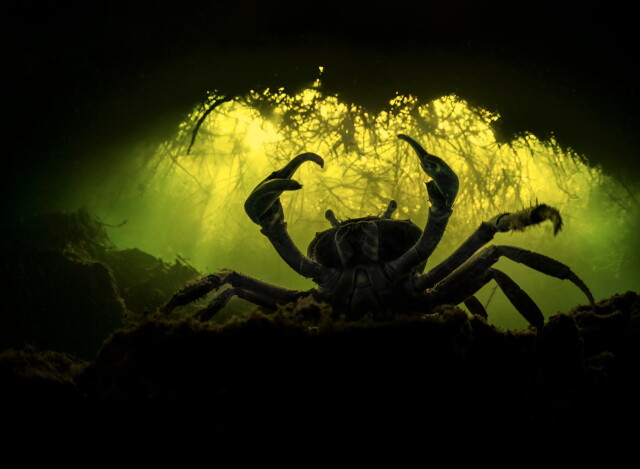 Захватывающие фотографии победителей конкурса Ocean Photographer of the Year 2022