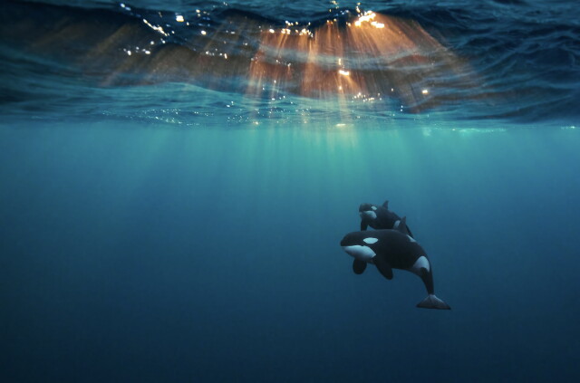 Захватывающие фотографии победителей конкурса Ocean Photographer of the Year 2022